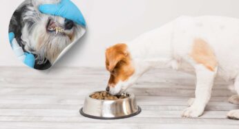Quanto spesso lavi la ciotola del cane? Il tuo amico a quattro zampe potrebbe correre un grosso rischio